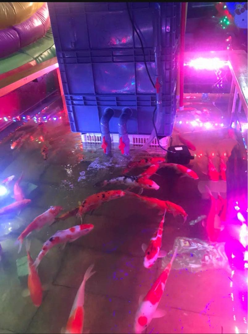 【1点限り訳あり特価】 45w水中ポンプ付き水槽池用フィルター 濾過槽濾過装置器