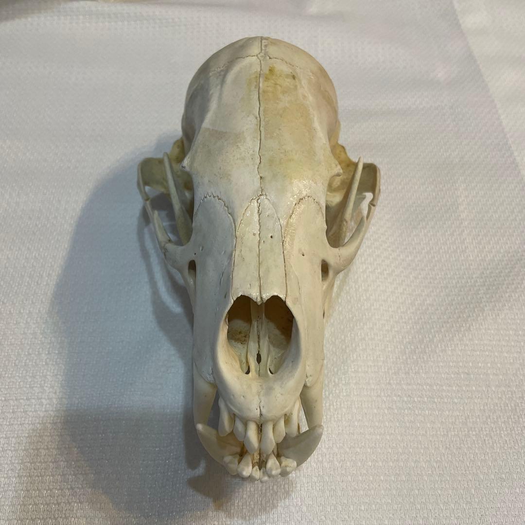 熊 ツキノワグマ 頭蓋骨 頭骨