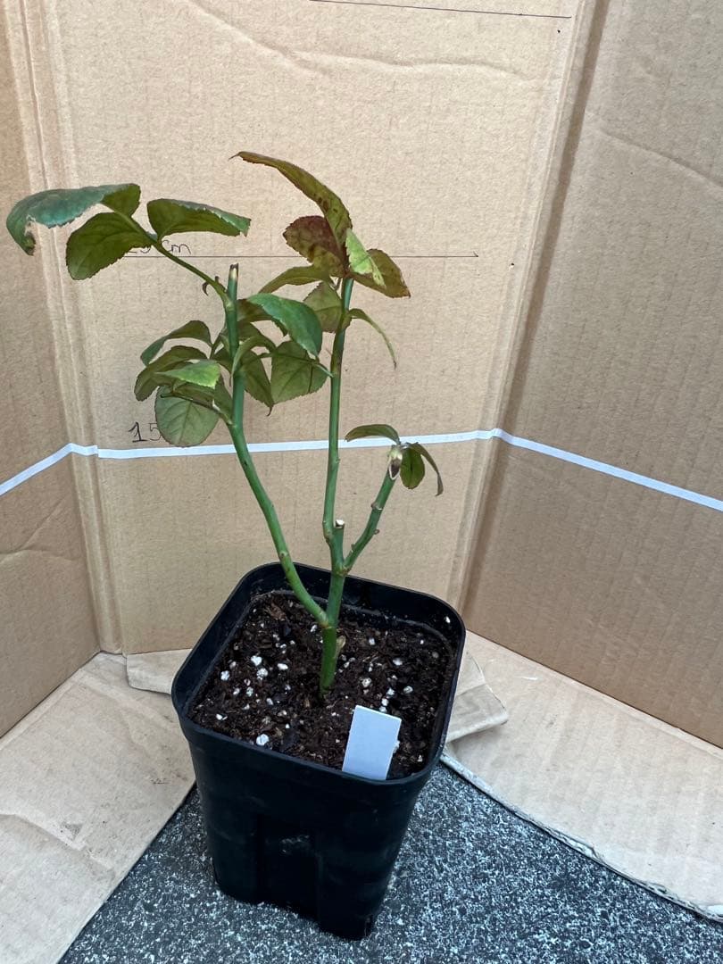 「モン&ミーママ」切り花品種バラ苗　レアバラ　4点