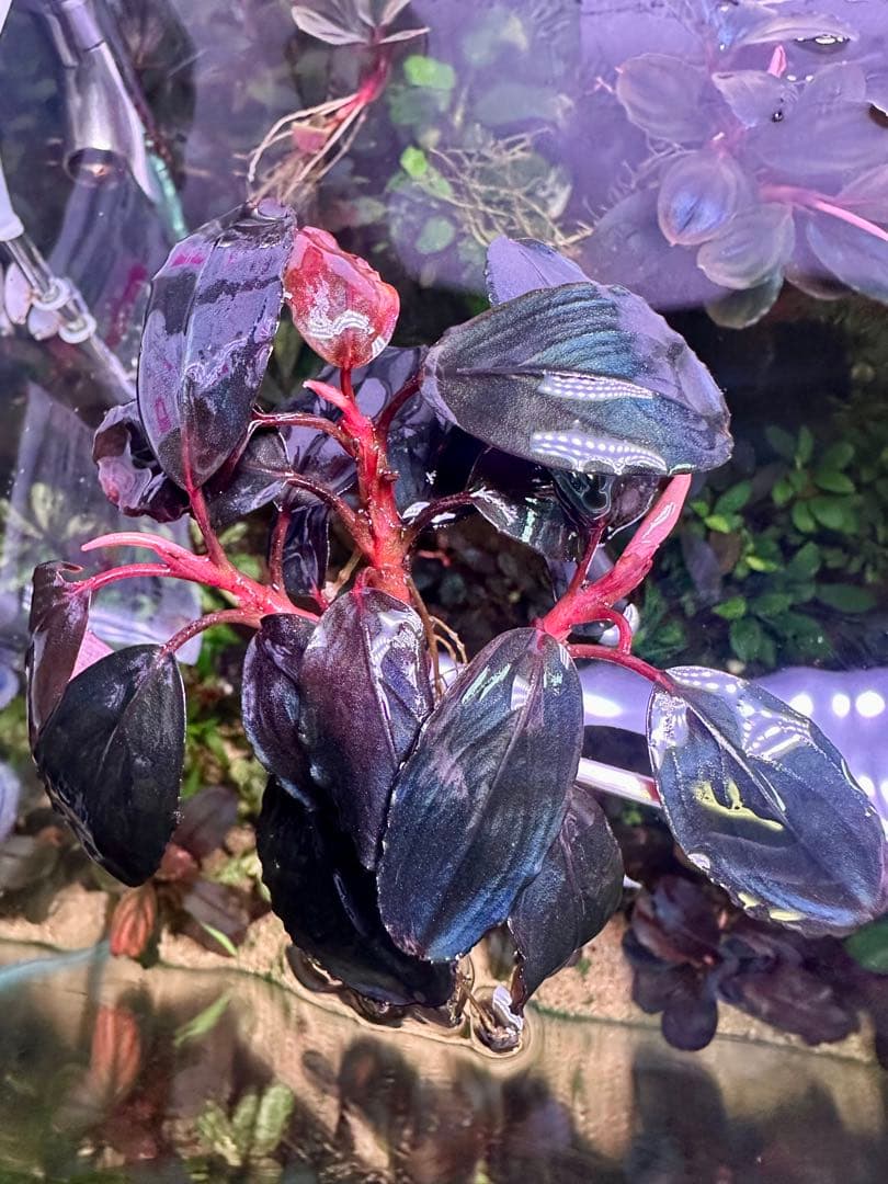 ブセファランドラsp. シラット・サークル　3株