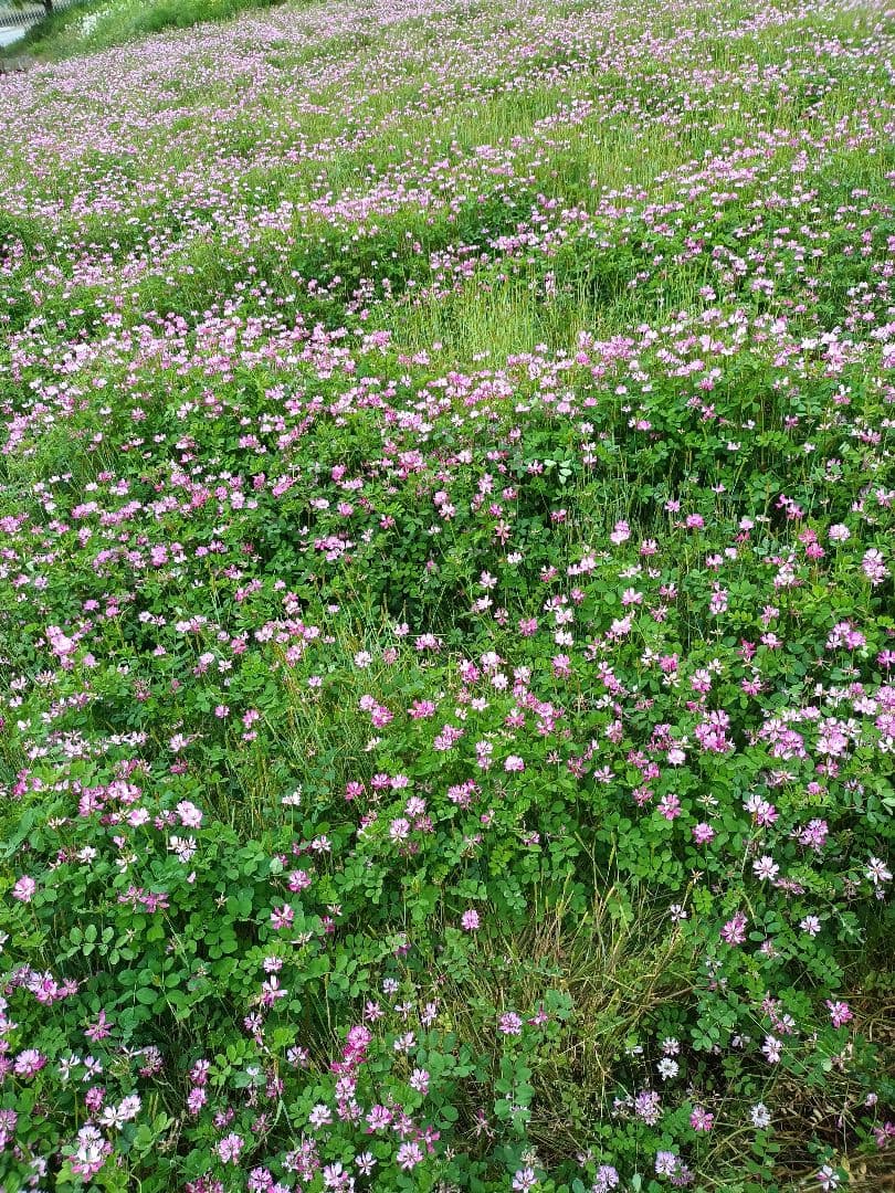 令和7年新米きぬむすめレンゲ米10キロ