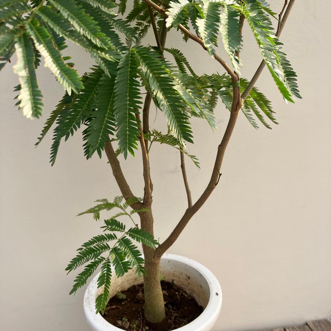 ネムの木　エバーフレッシュ　鉢皿付き