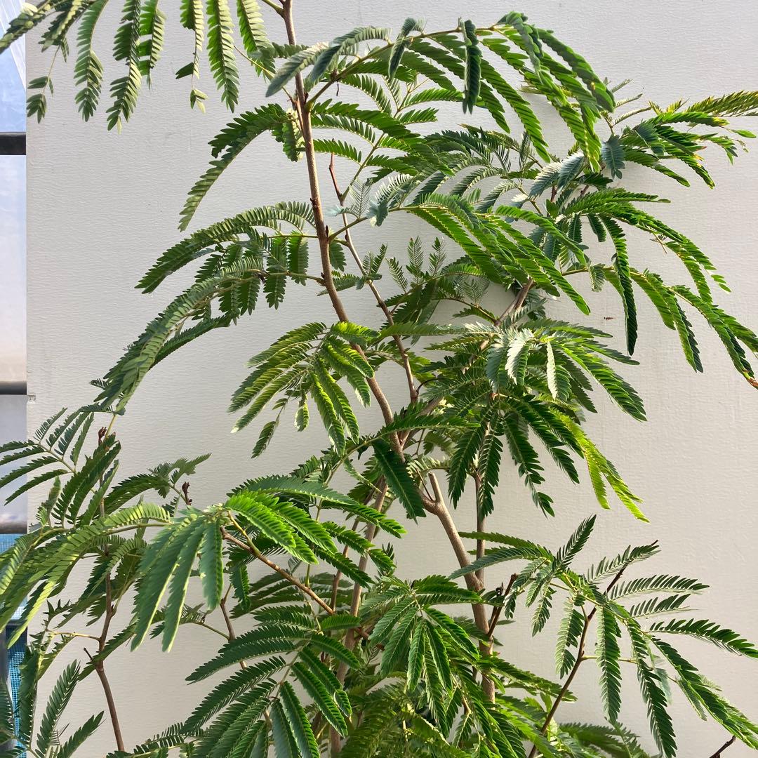 ネムの木　エバーフレッシュ　鉢皿付き