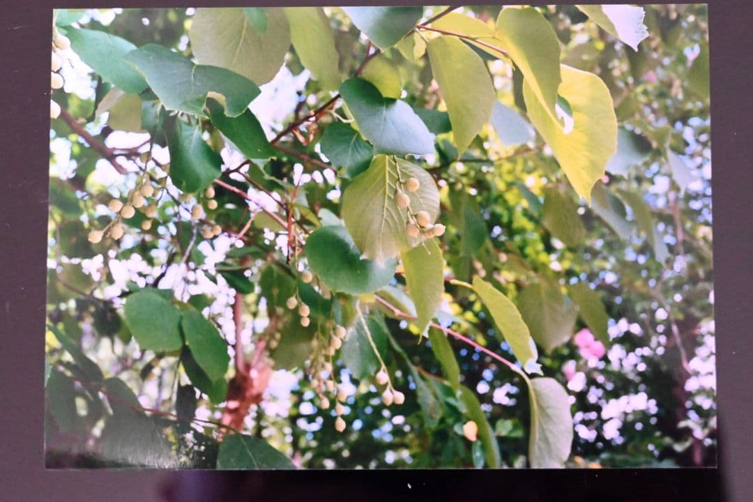 Rollei 35S ローライ 作例あり Sonnar 2.8/40