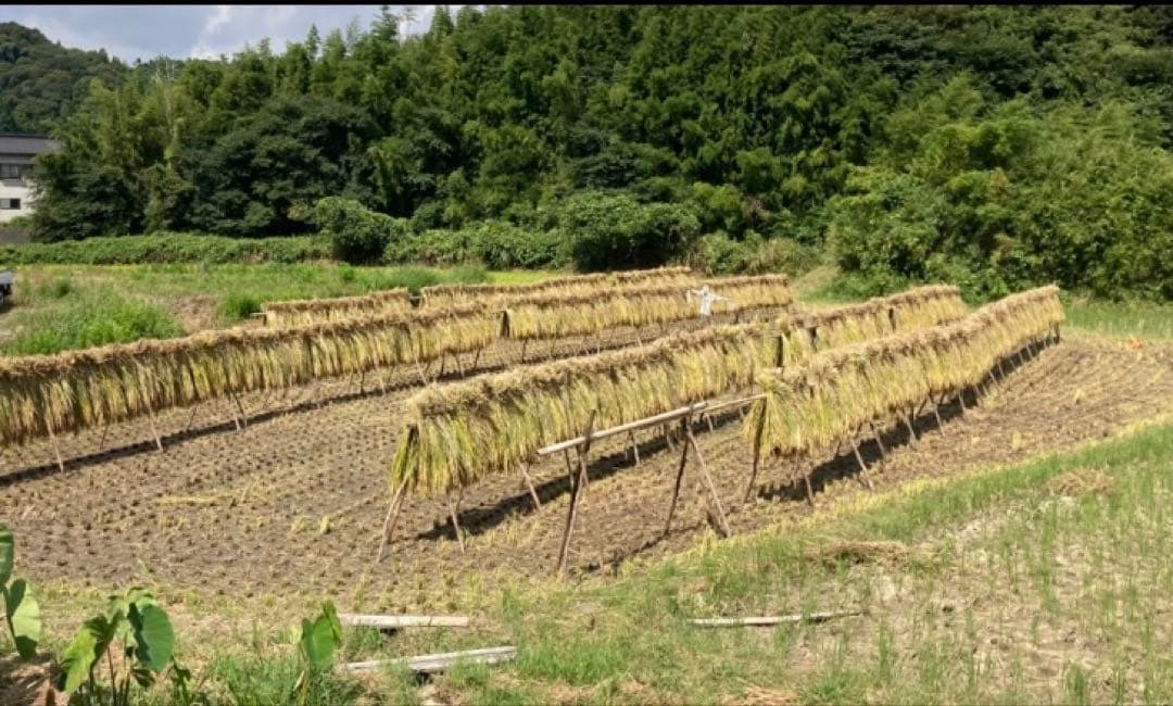 自然栽培 天日干し ハッピーヒル玄米10kg