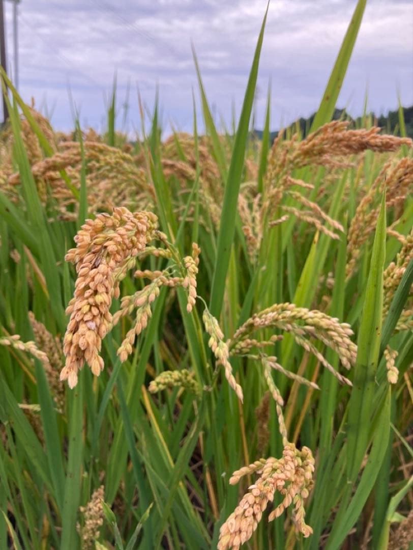 自然栽培 天日干し ハッピーヒル玄米10kg