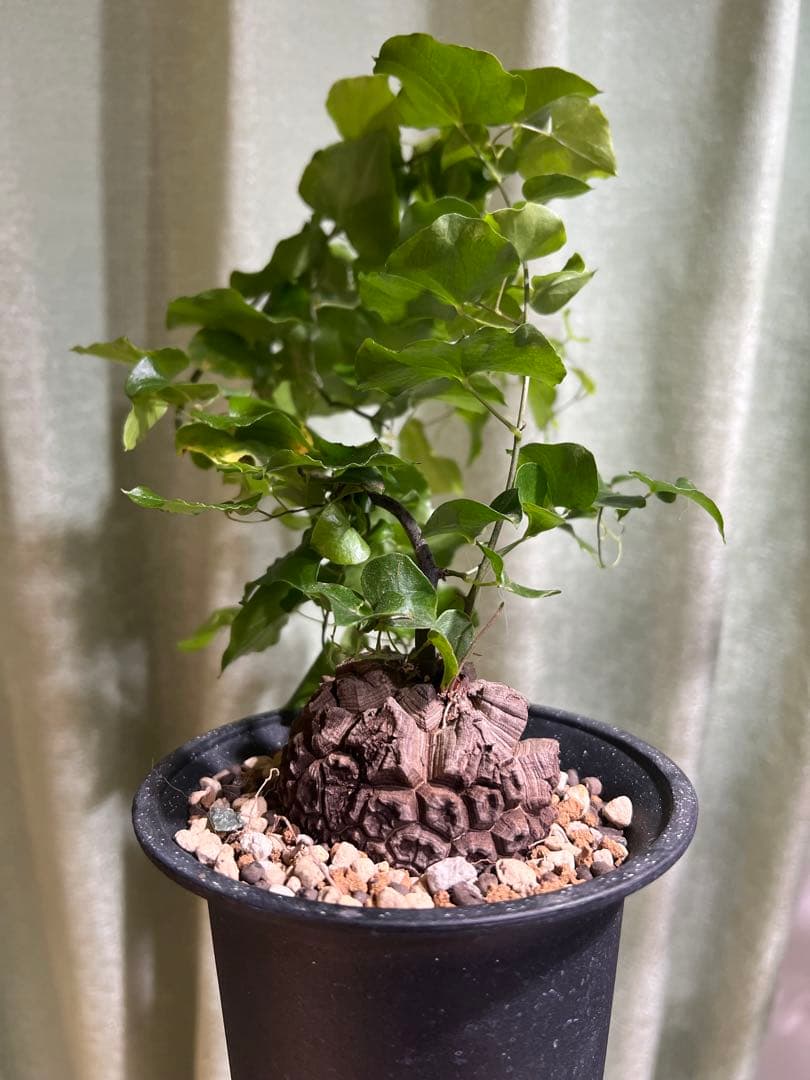 4号鉢　亀甲竜　2鉢セット