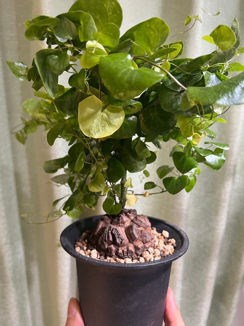 4号鉢　亀甲竜　2鉢セット