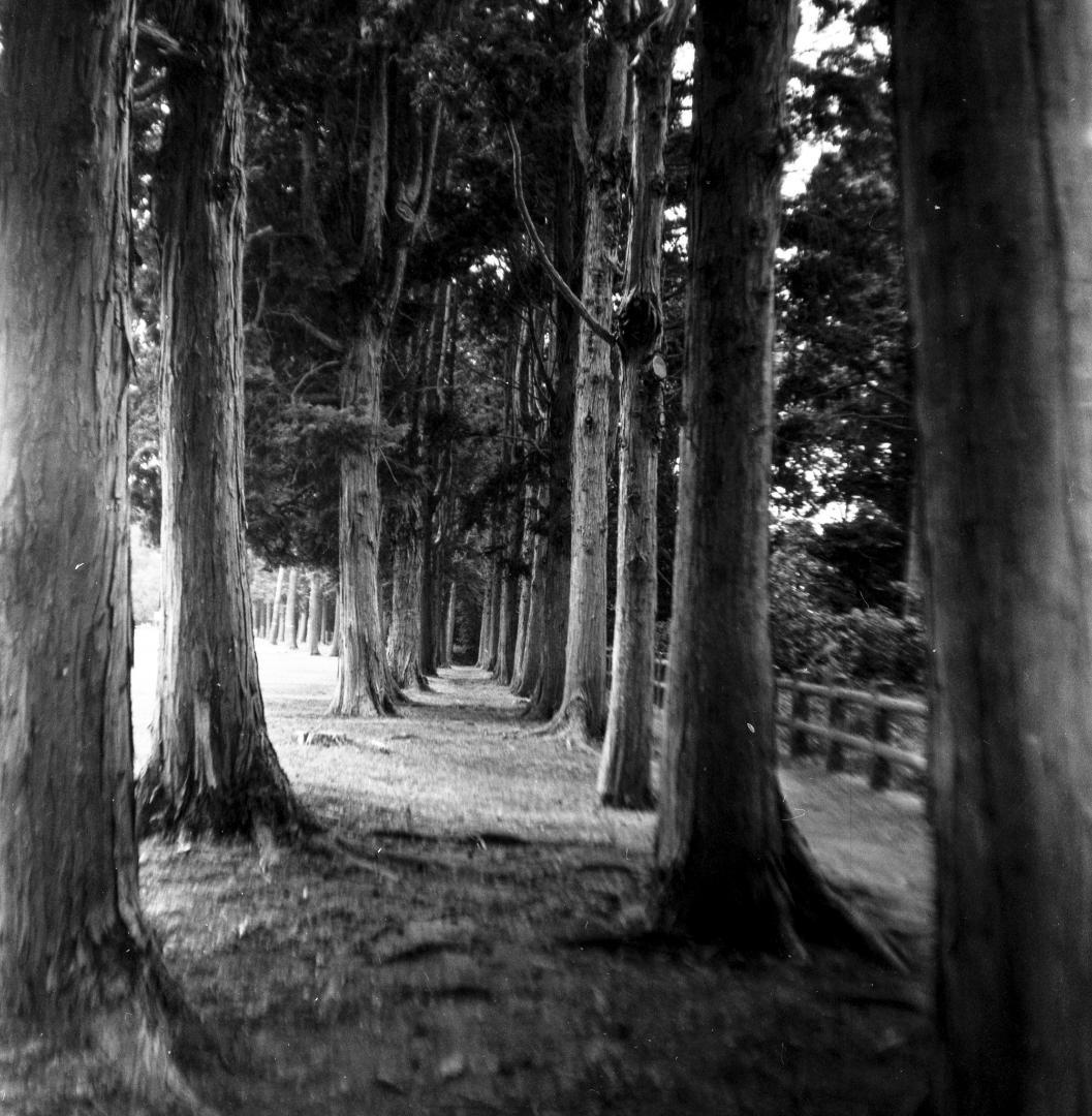 【作例あり】動作品　Minolta Autocord　二眼レフ