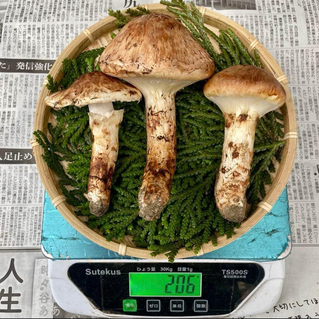 天然きのこ 松茸 国産 マツタケ まつたけ 大自然の凛さん採取その137