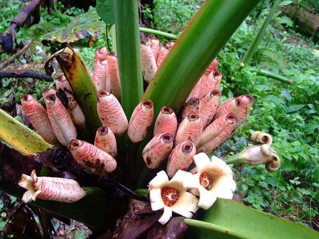 原種　世界最大　アロカシア　ロブスタ　サトイモ科　アロイド　パルダリウム　⑥