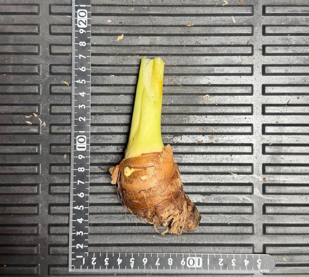 原種　世界最大　アロカシア　ロブスタ　サトイモ科　アロイド　パルダリウム　⑥