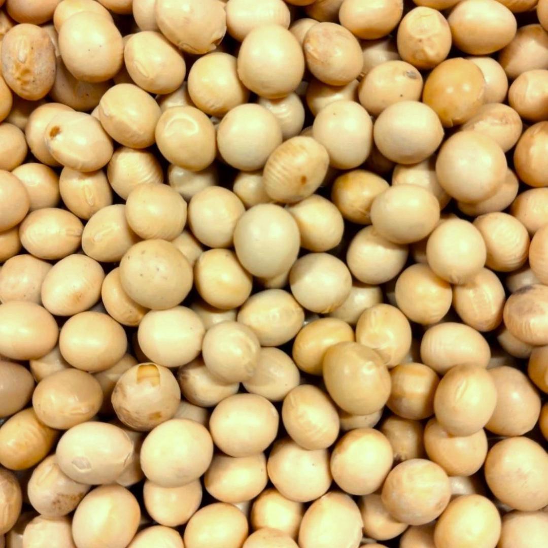 ☆数量限定☆大特価☆ 乾燥大豆 300kg 里のほほえみ 大粒 令和3年産