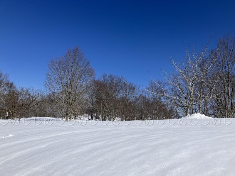 魚沼産コシヒカリ　令和7年産　白米　10キロ　米農家直送　送料無料①