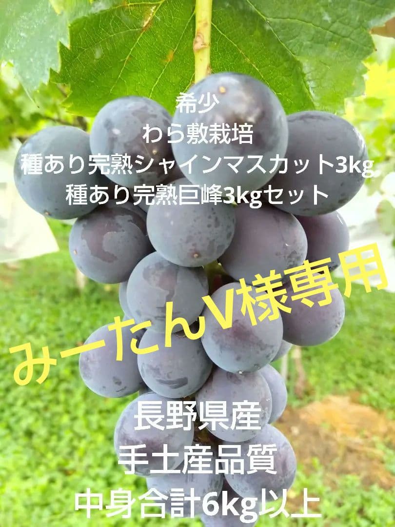 みーたんV希少わら敷種あり完熟巨峰、シャインマスカット 長野産3Kg✕2