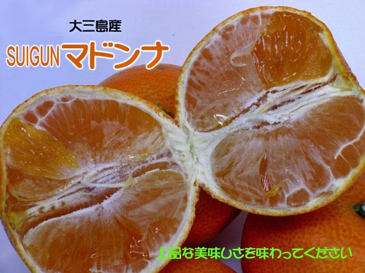 【tomoko】SUIGUN マドンナ M～L玉6Kg×２箱　【２箱縛り】