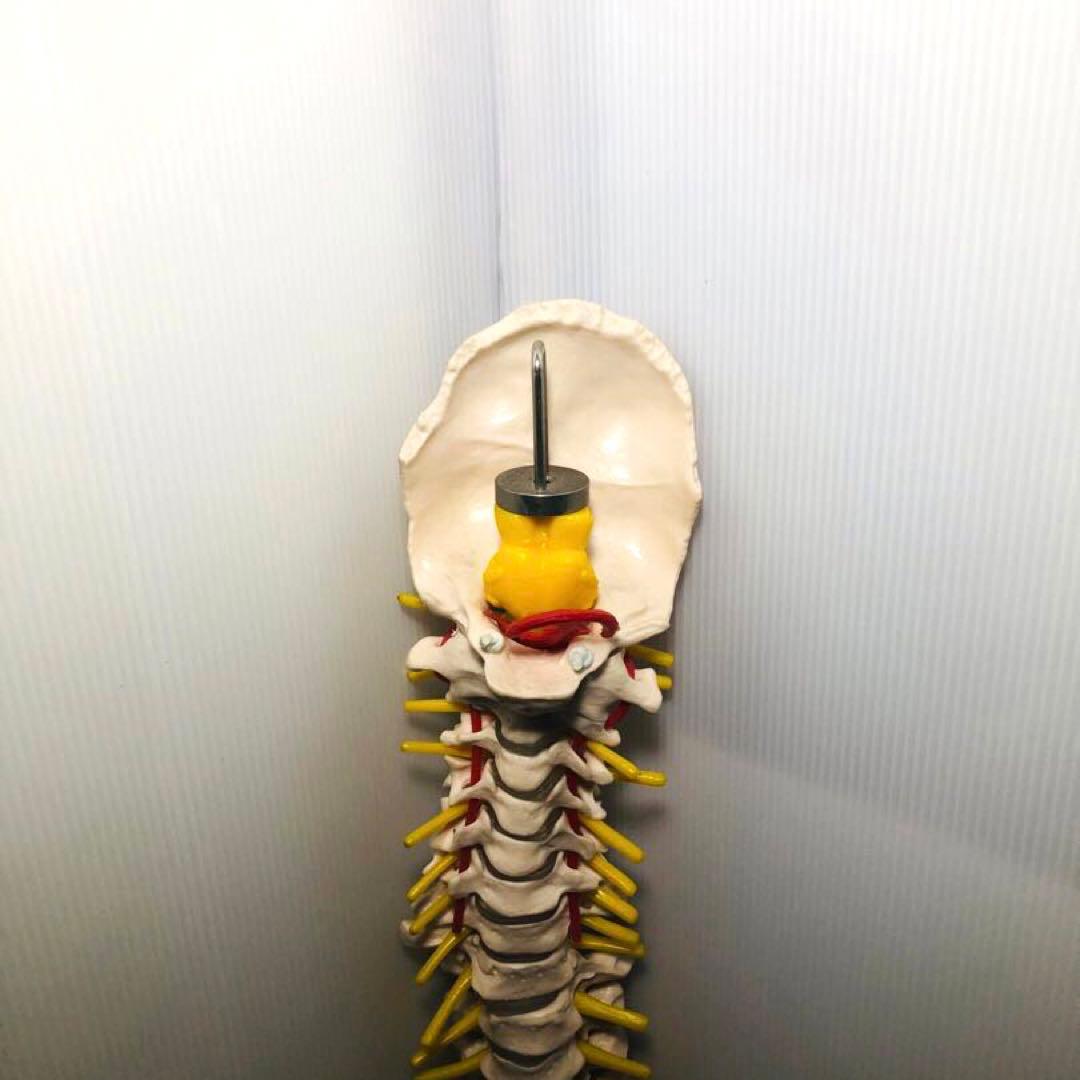 人体模型 骨格模型 脊柱模型 骨 人体骨格模型 脊椎骨盤模型　台座無し