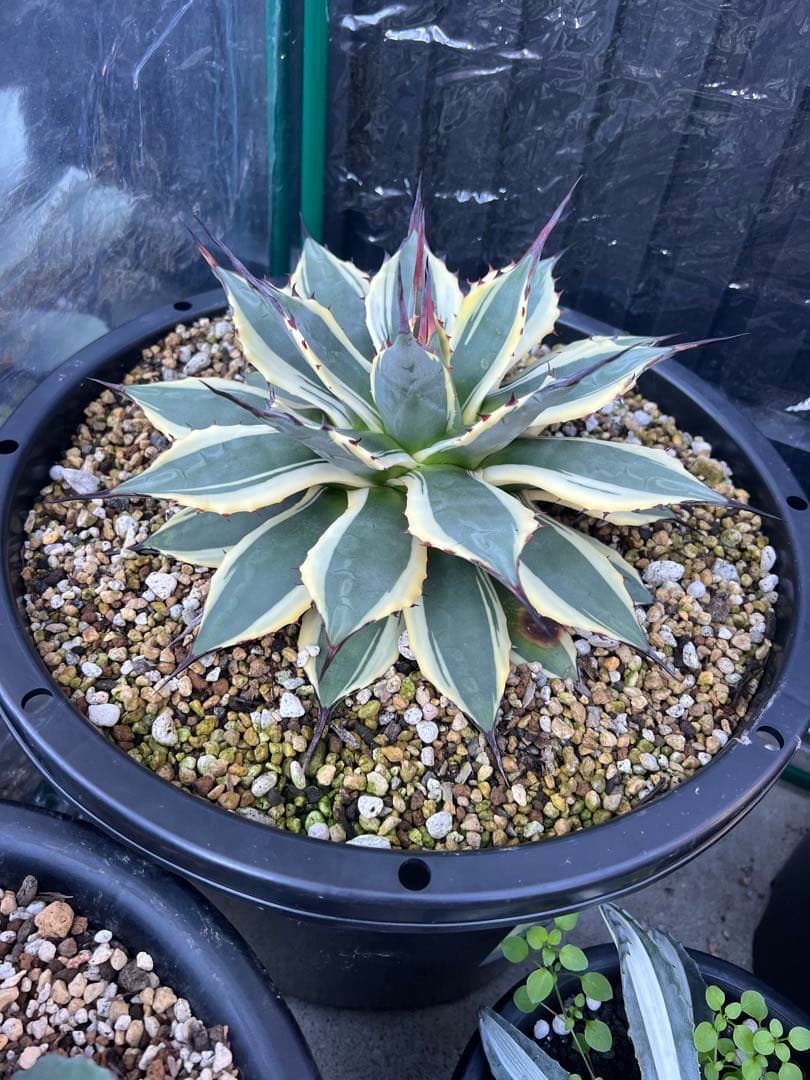 アガベ　クリームスパイク