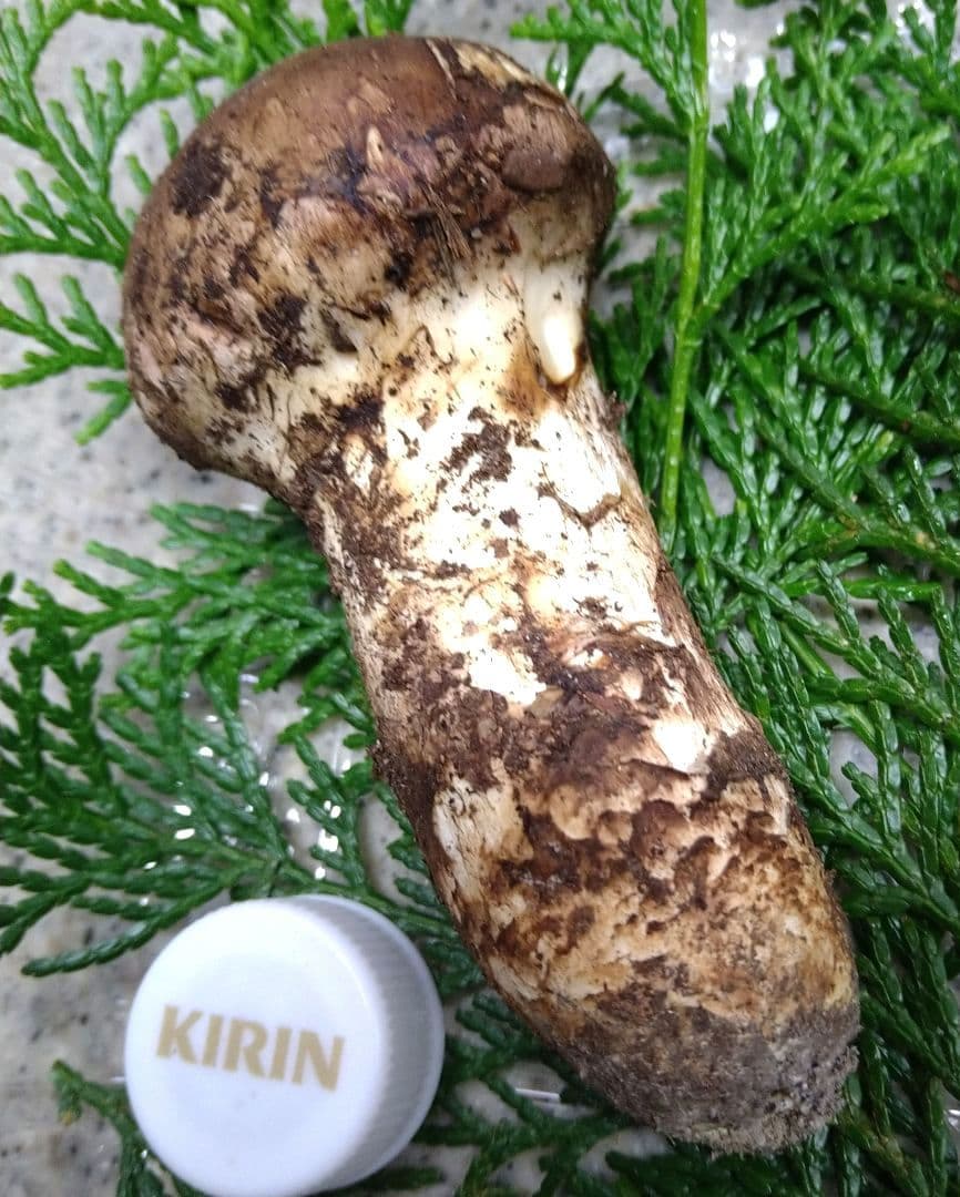 64.南信州産松茸約75g約11.5cm