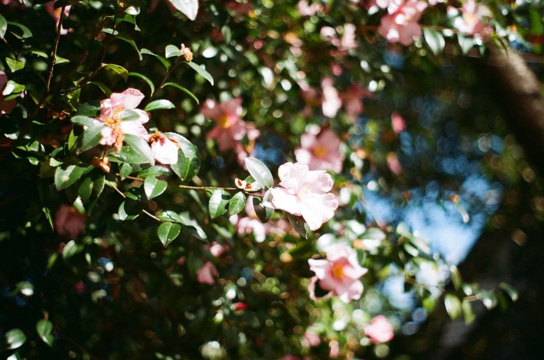 実写確認済 PENTAX KX SMC 50mm f2付