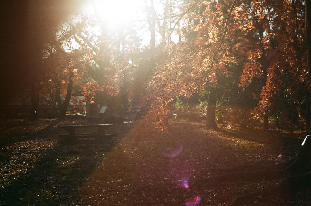 実写確認済 PENTAX KX SMC 50mm f2付