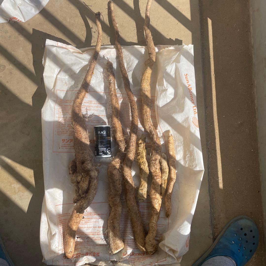 天然自然薯ーー2.2キロ
