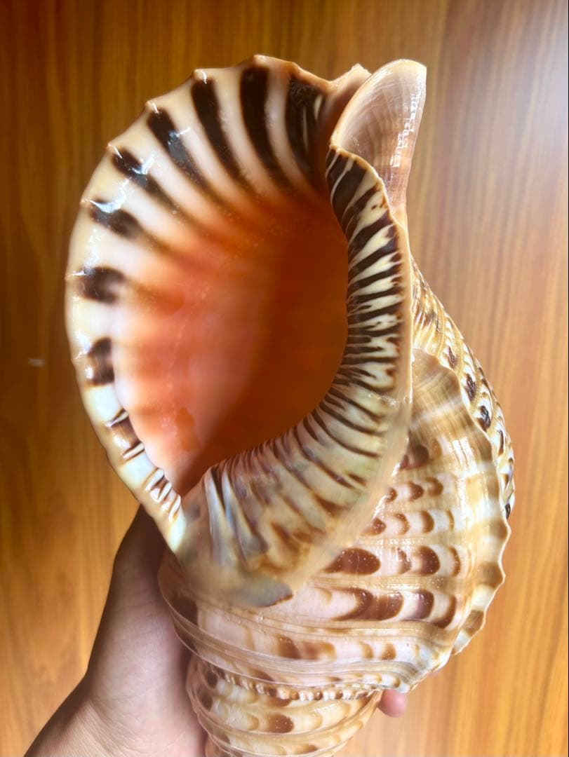 法螺貝　特別な色合い 29.5cm