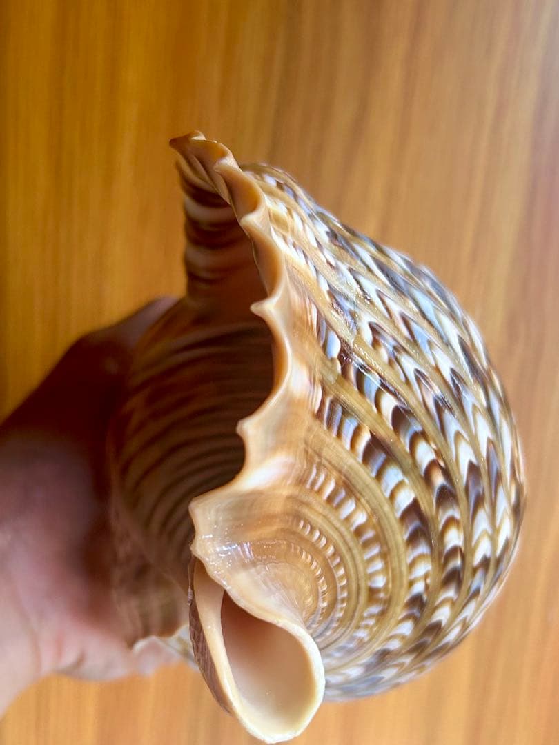 法螺貝　特別な色合い 29.5cm