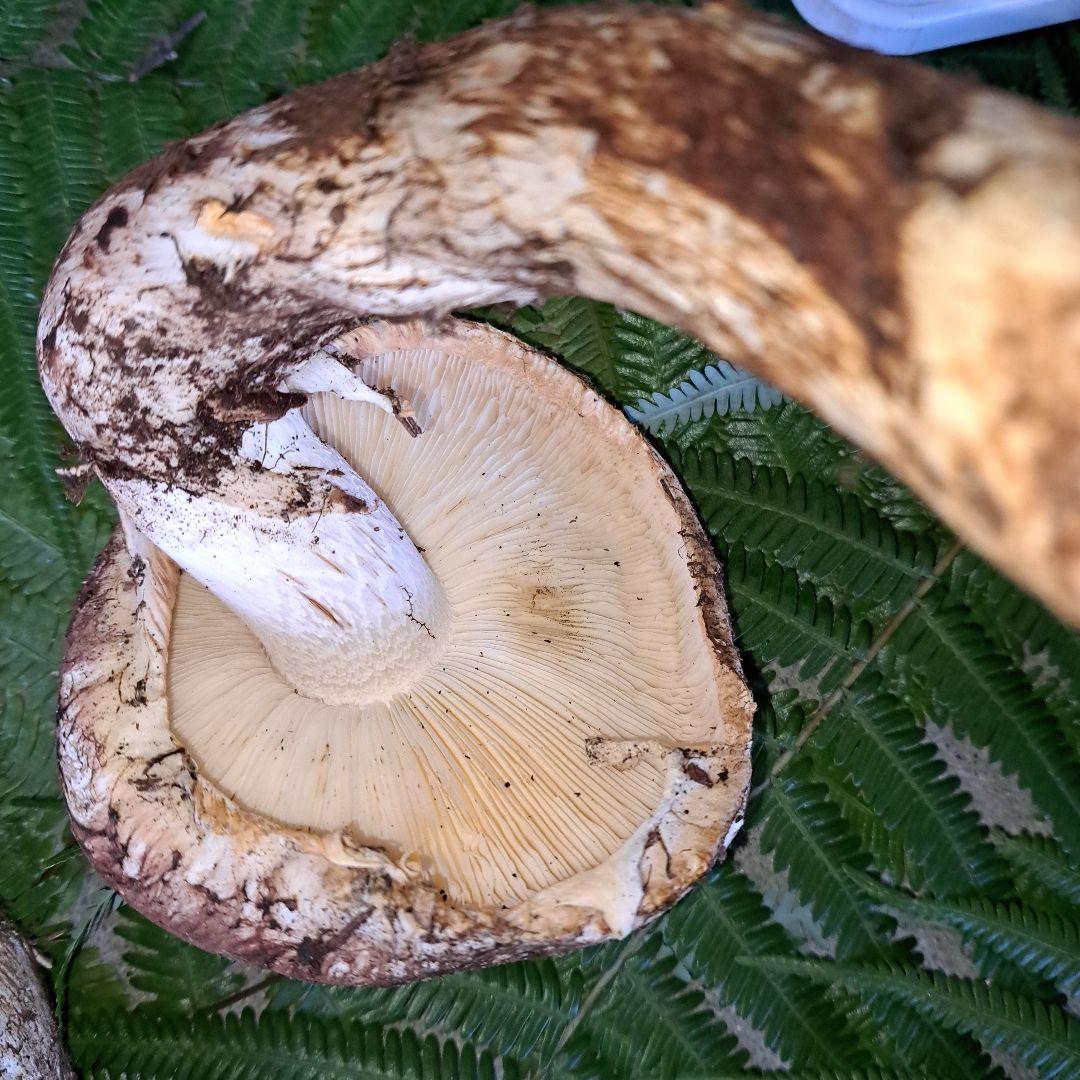 広島県産松茸　279g　虫食いあり