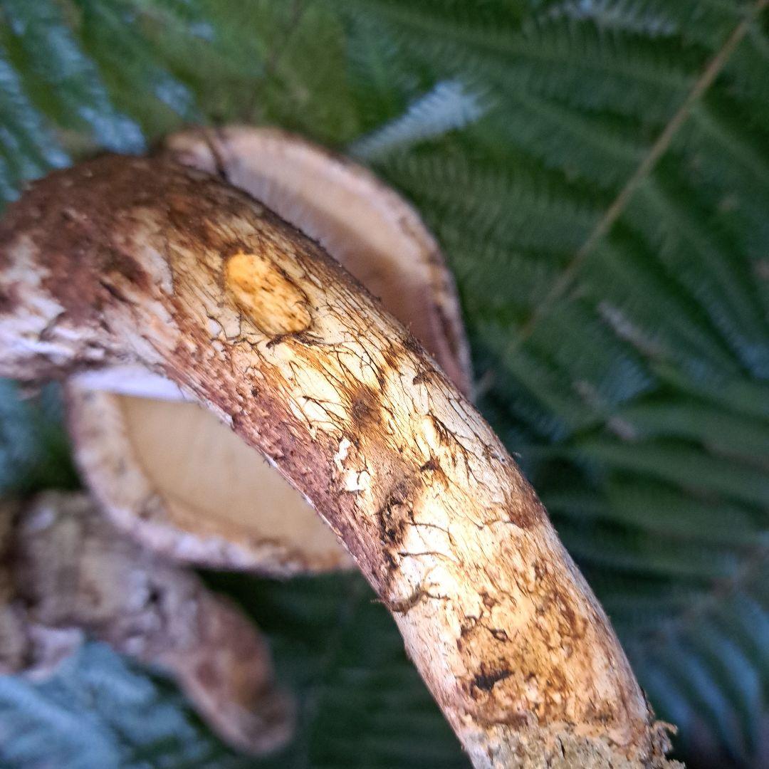 広島県産松茸　279g　虫食いあり