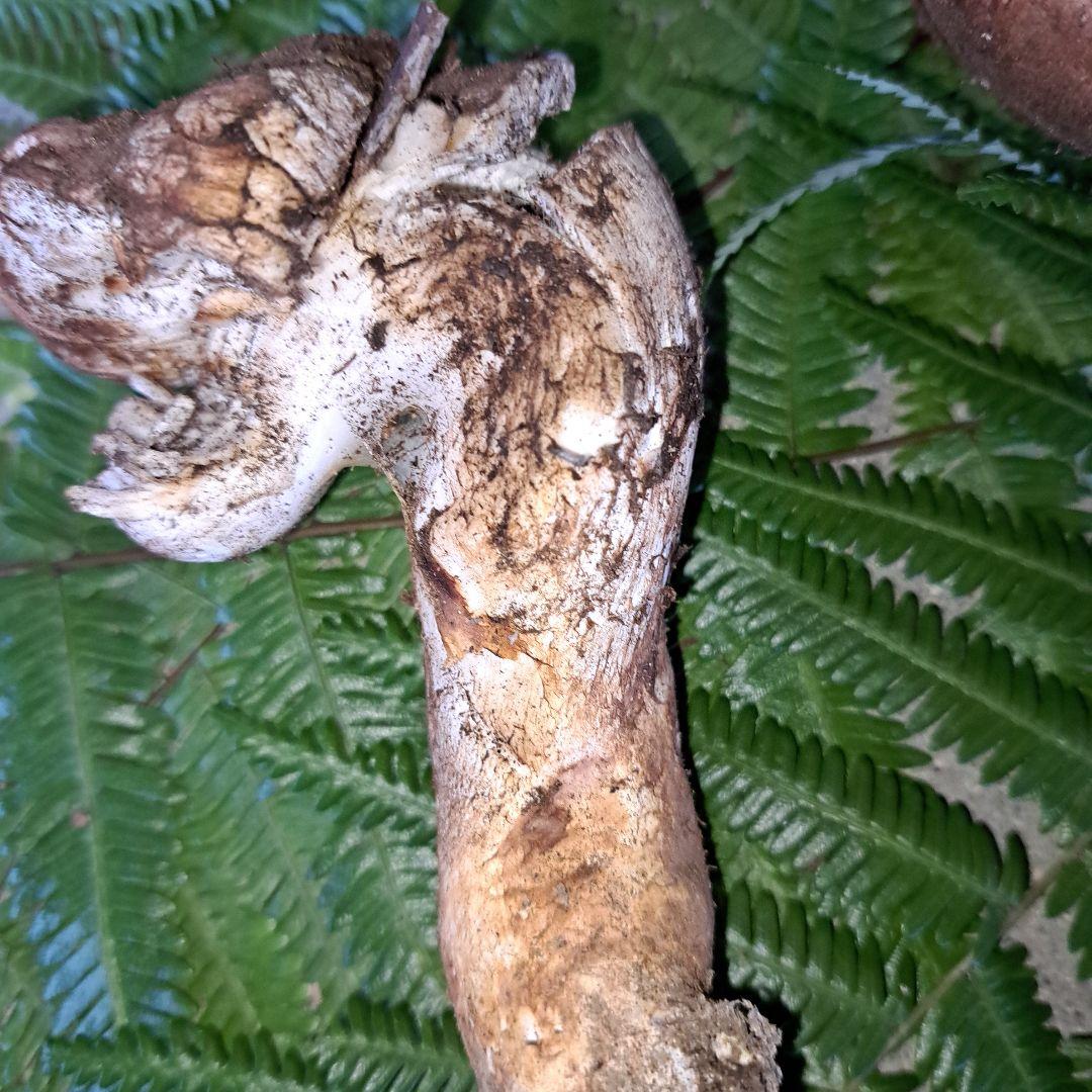 広島県産松茸　279g　虫食いあり