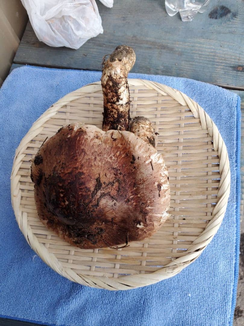 岩手県久慈市産【高級.超巨大、松茸】253g