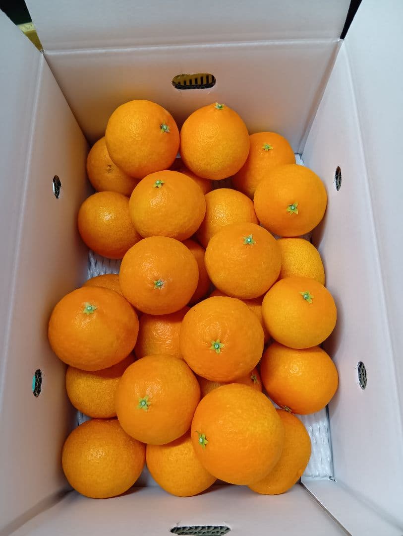 愛果28号(紅まどんな同品種)のS〜Mサイズ　正味4.5kg×2箱