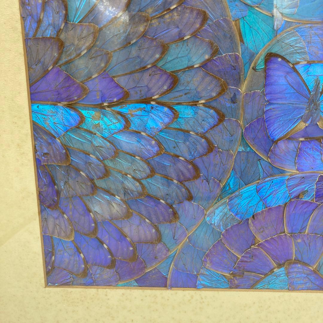 【レア】　モルフォ蝶　アート　標本　芸術　コレクション　美術　絵　昆虫　13上