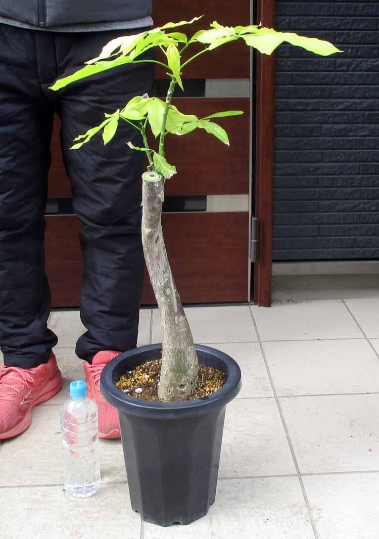 【現品】斑入りパキラ　パキラ　ムーンライト　8号鉢　K8番