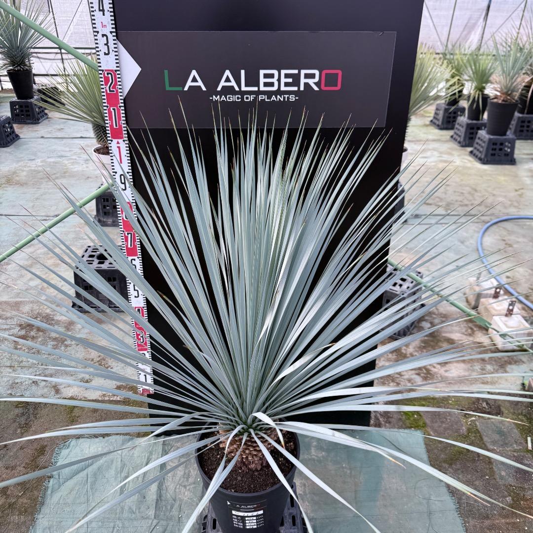 【AL1152】ユッカ　ロストラータ　ランチョブルー　数量限定