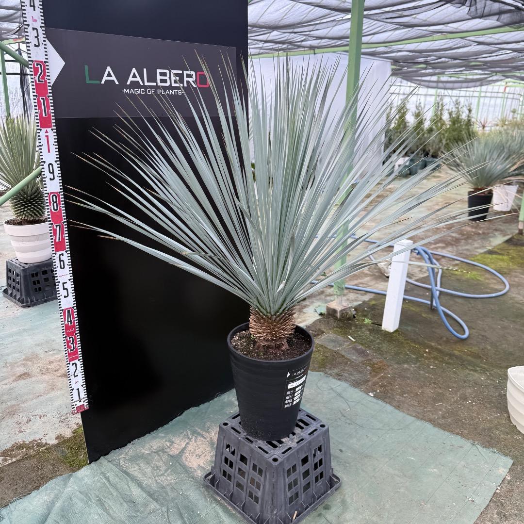 【AL1152】ユッカ　ロストラータ　ランチョブルー　数量限定