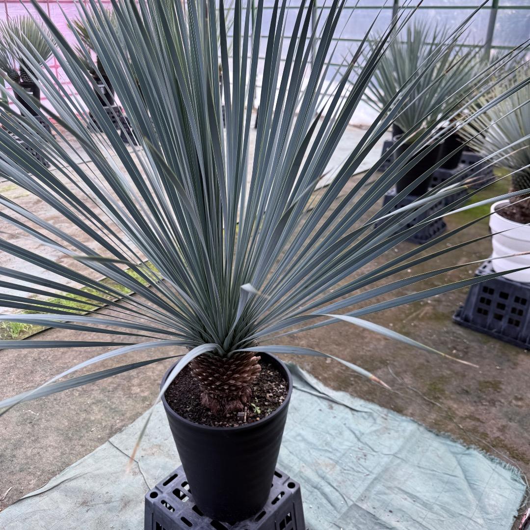 【AL1152】ユッカ　ロストラータ　ランチョブルー　数量限定