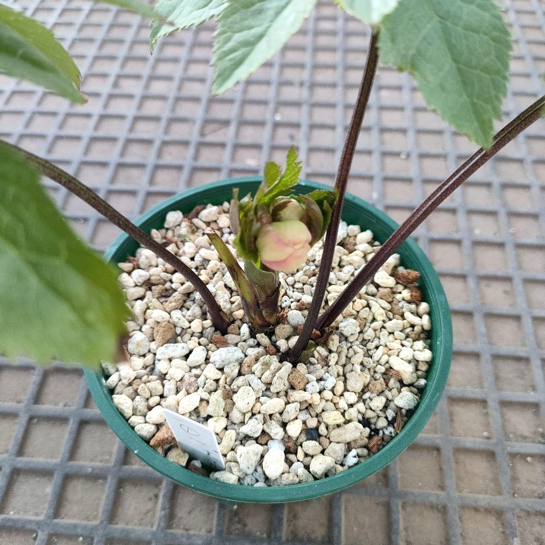 クリスマスローズ　苗