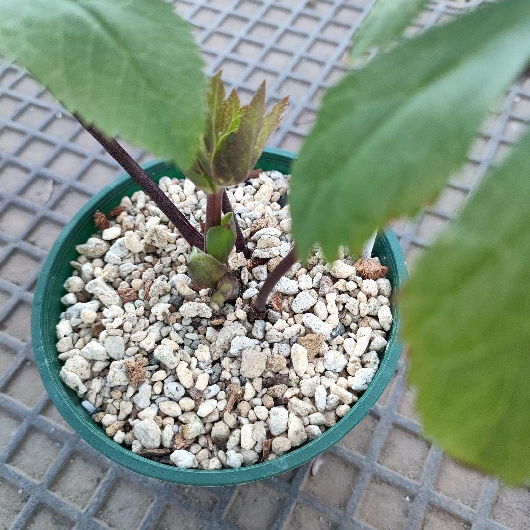 クリスマスローズ　苗