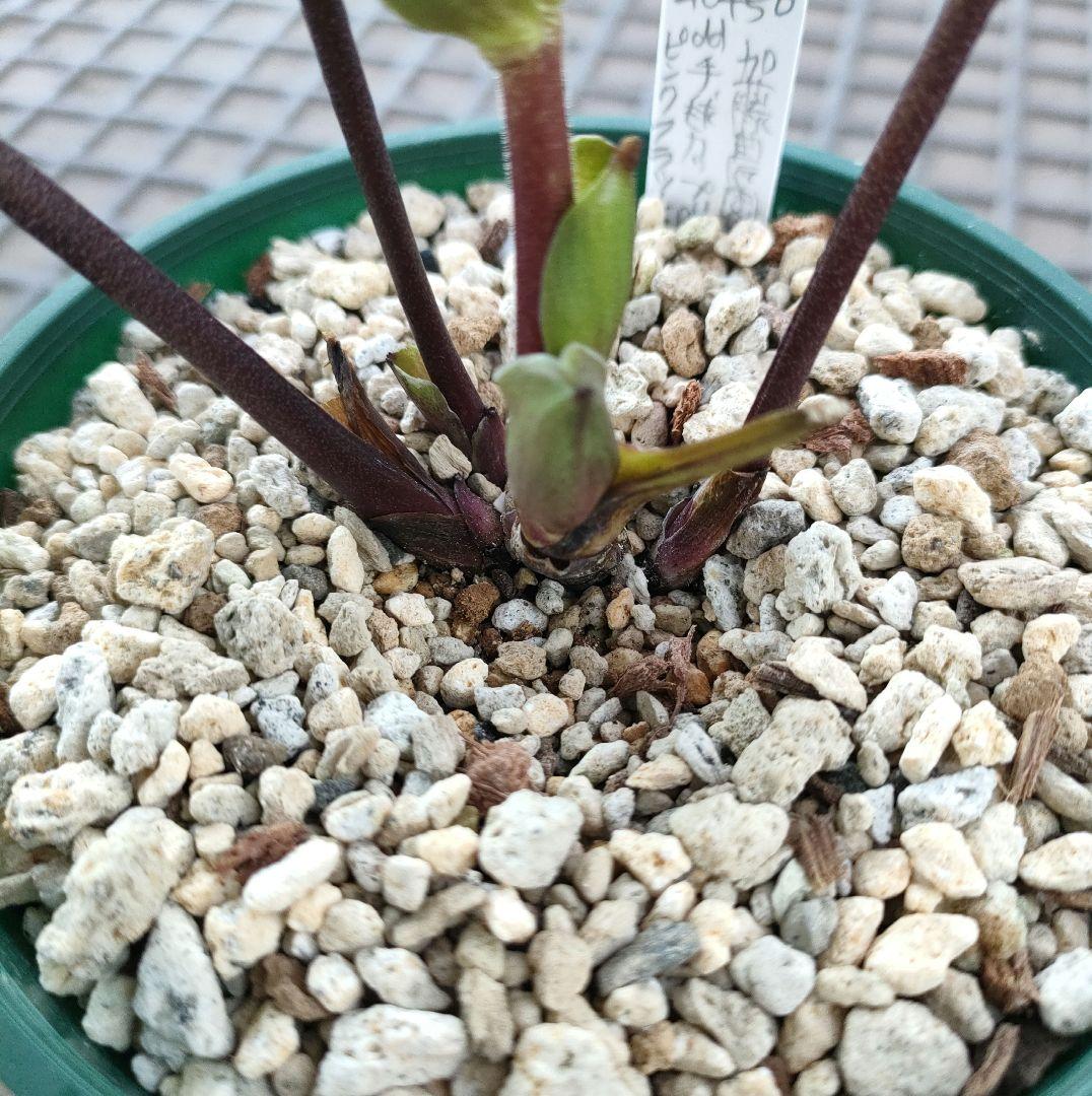 クリスマスローズ　苗