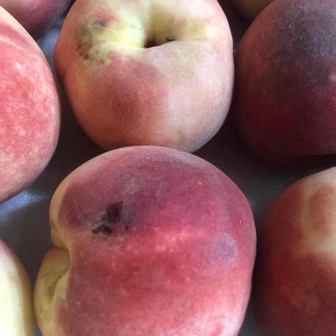 850.早勝ち福島産完熟桃箱込み15kg超訳あり加工用玉数お任せクール便離島除く