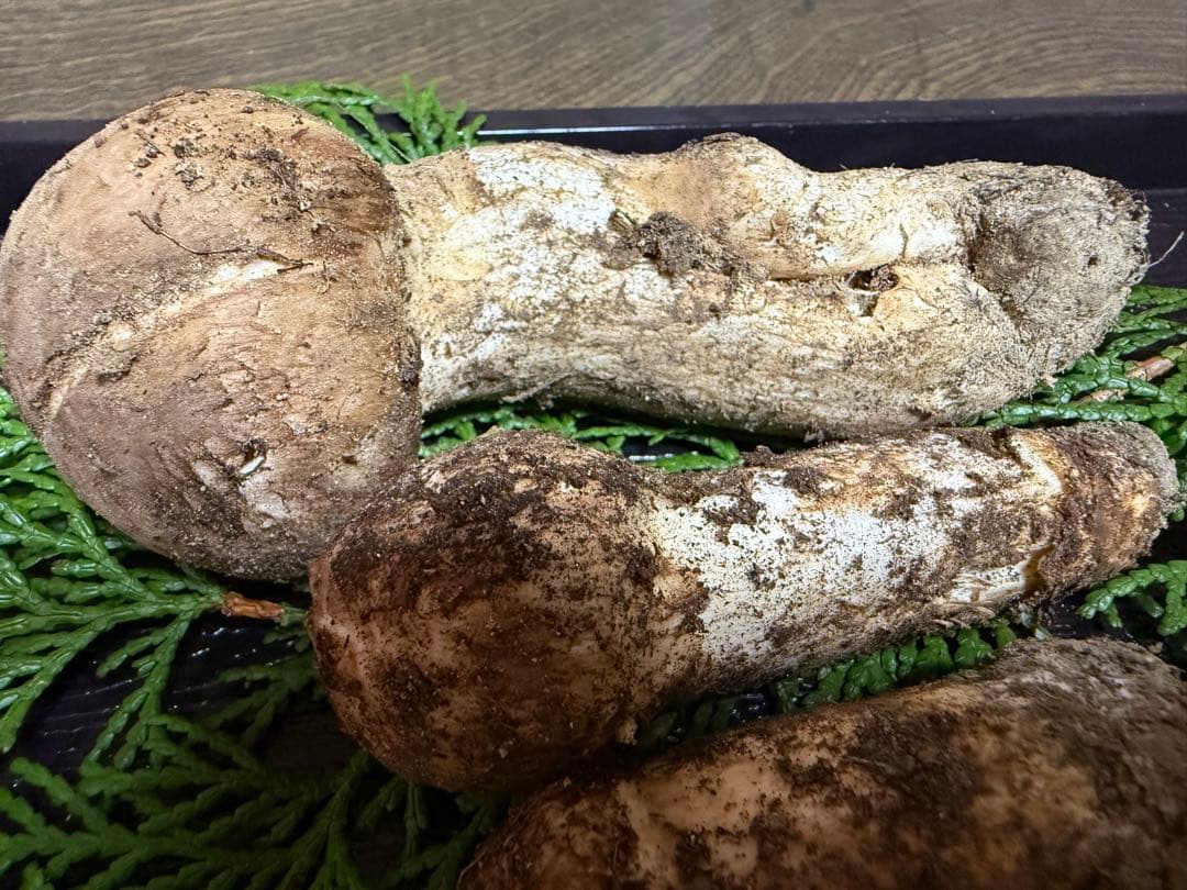 【送料込み】信州産 松茸 5本 150g