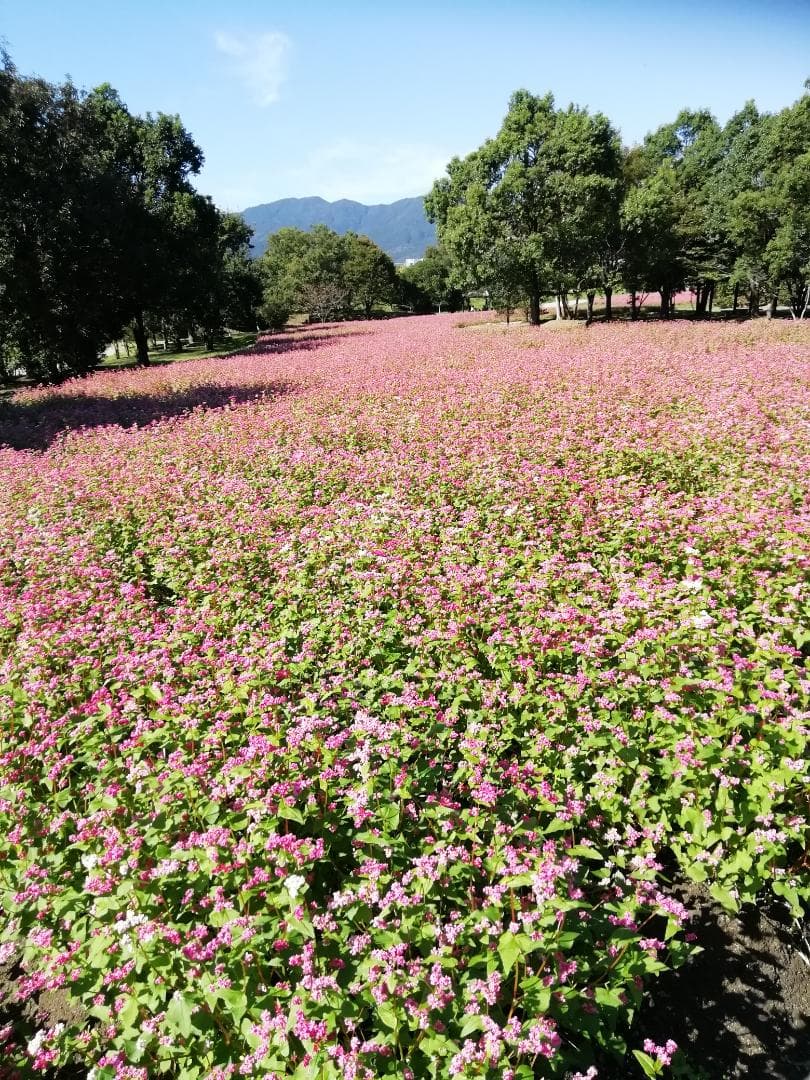 ❤ 稀少品《幻の天然完熟百花蜜》『日本みつばち春蜜の2瓶』