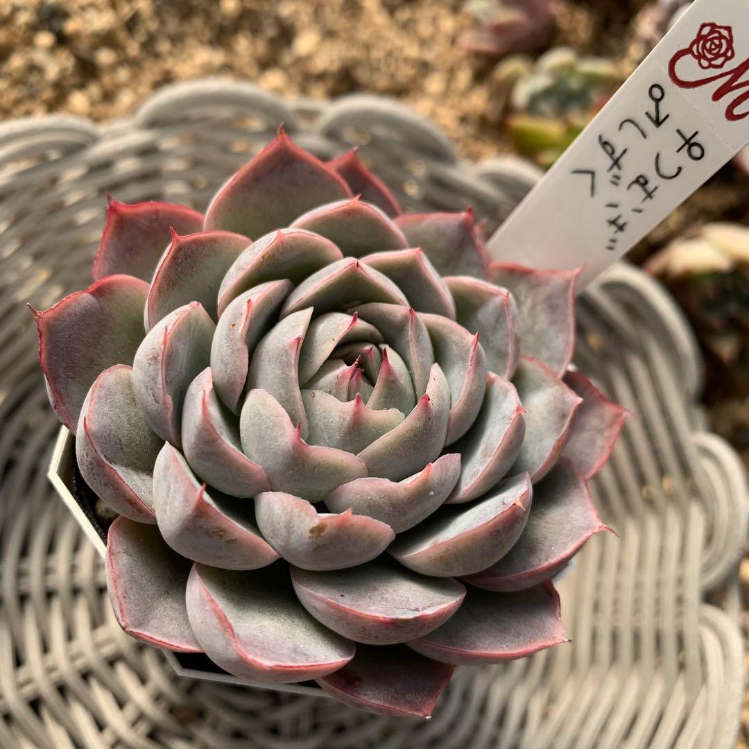 miyaさん苗　命名株交配　しずく×つむぎ　札付き