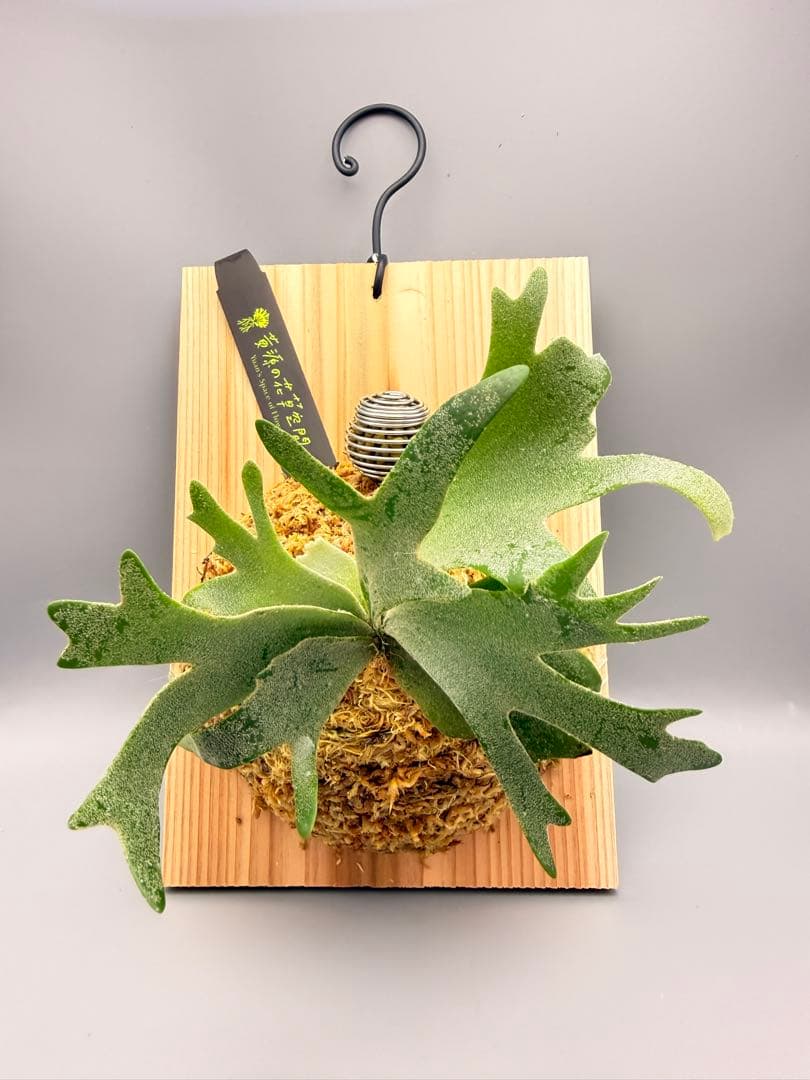 激大サイズ　ビカクシダwillinckii Golden Boy spore金童