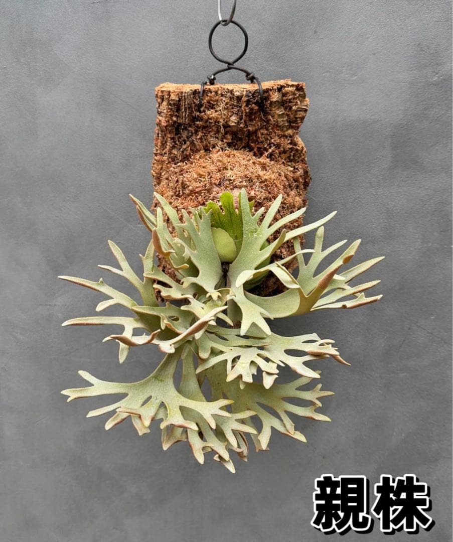 激大サイズ　ビカクシダwillinckii Golden Boy spore金童