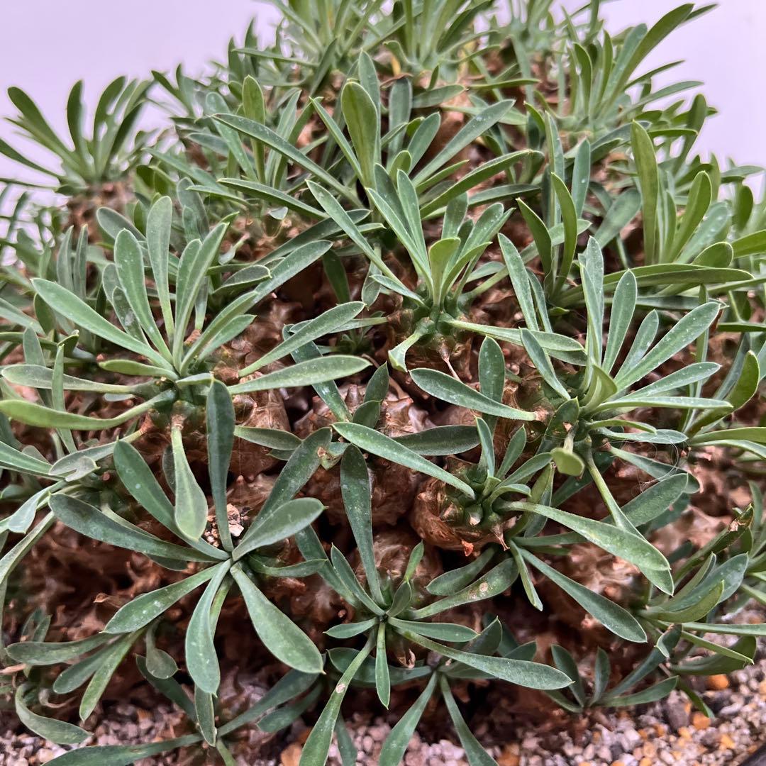 ユーフォルビア　峨眉山　特大　鉢付き　希少