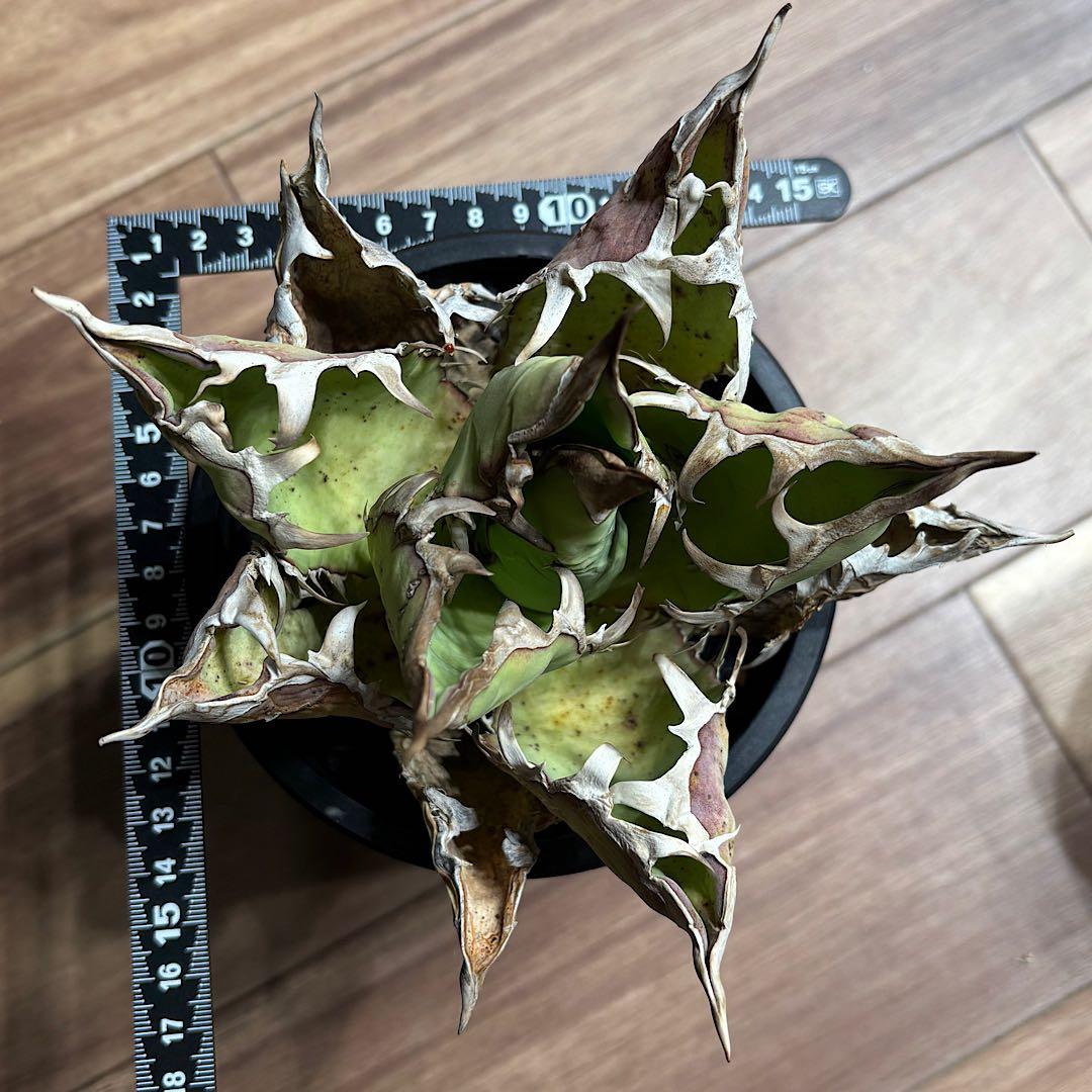 年末特価最終！早い者勝ち！ 子株付き！アガベ　チタノタ　オアハカ　現地球