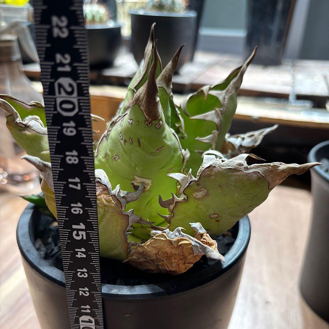 年末特価最終！早い者勝ち！ 子株付き！アガベ　チタノタ　オアハカ　現地球